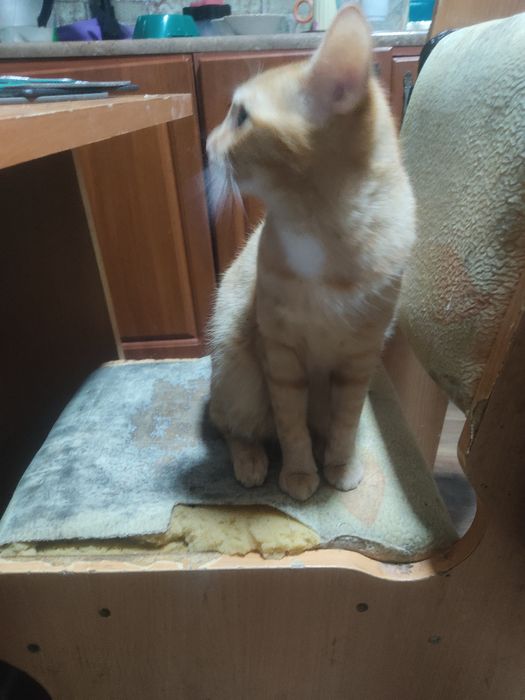 Отдам котенка девочка 8 месяцев