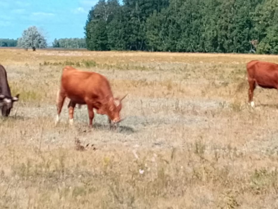 Продам бычков 20 голов