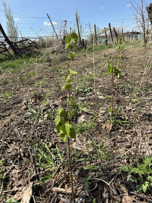 Продам саженцы Березки