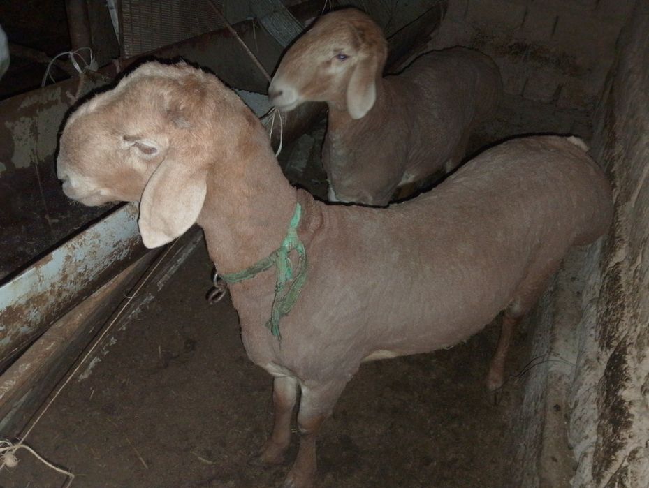 Қошқарлар бар 1 жасар ұрыққа 2 еуі