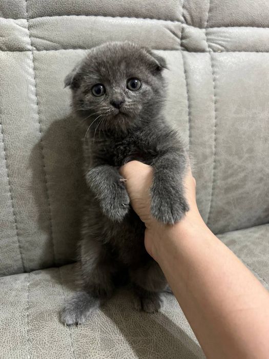 Продаются шотландские котята!!!