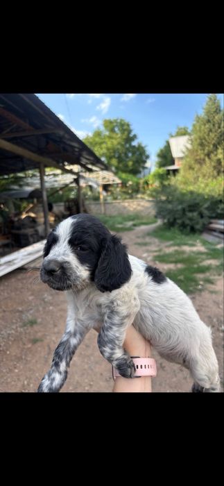 Щенки русский охотничий спаниэль