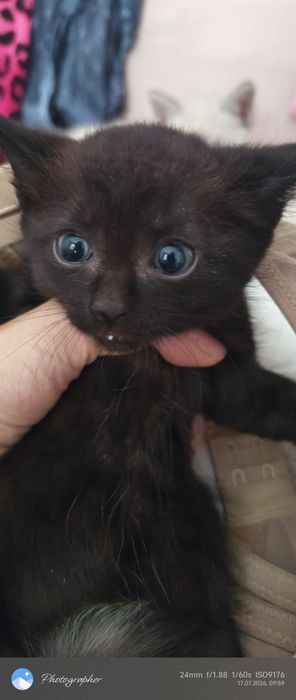 Котята возраст 1 мес
