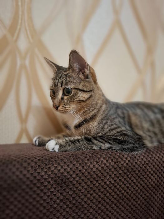 Кошка в хорошие рукм