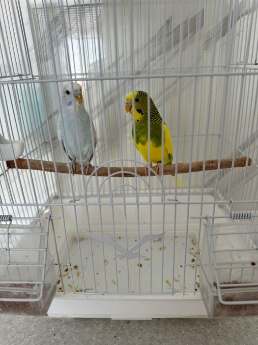 Попугай , клетка  корм