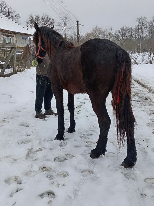 Vând mânză de un an și 8 luni
