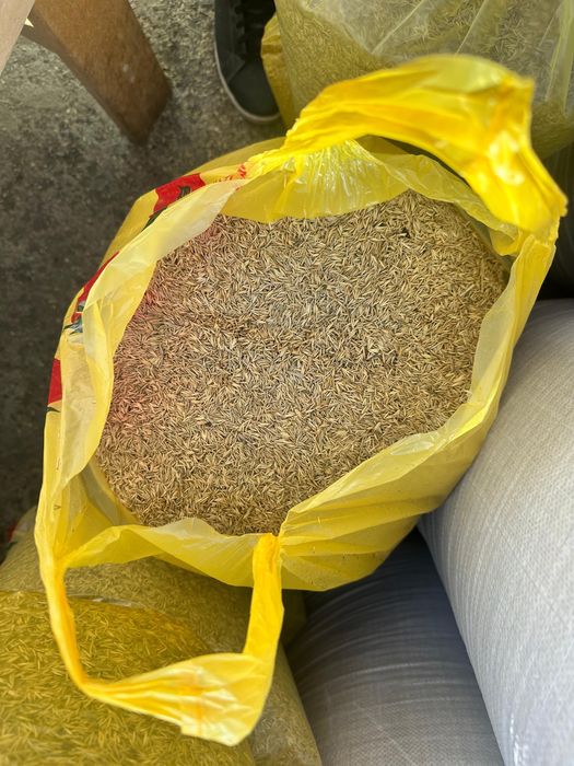 Житняк семена (семена житняка)