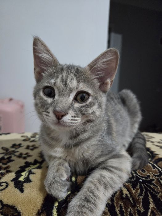 Отдам в добрые руки котенка