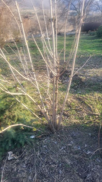 Продам  калина красная