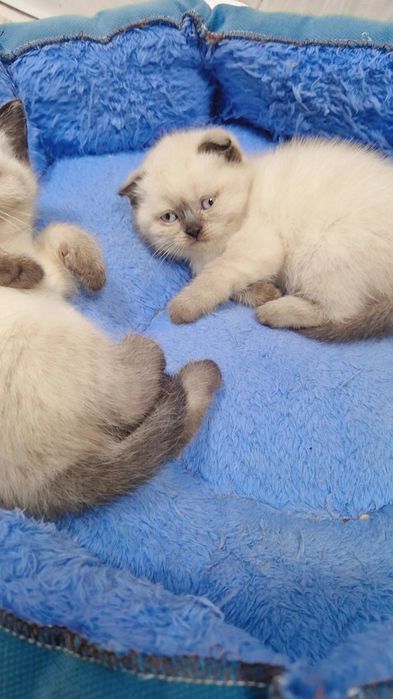 Продаётся Британский страйт