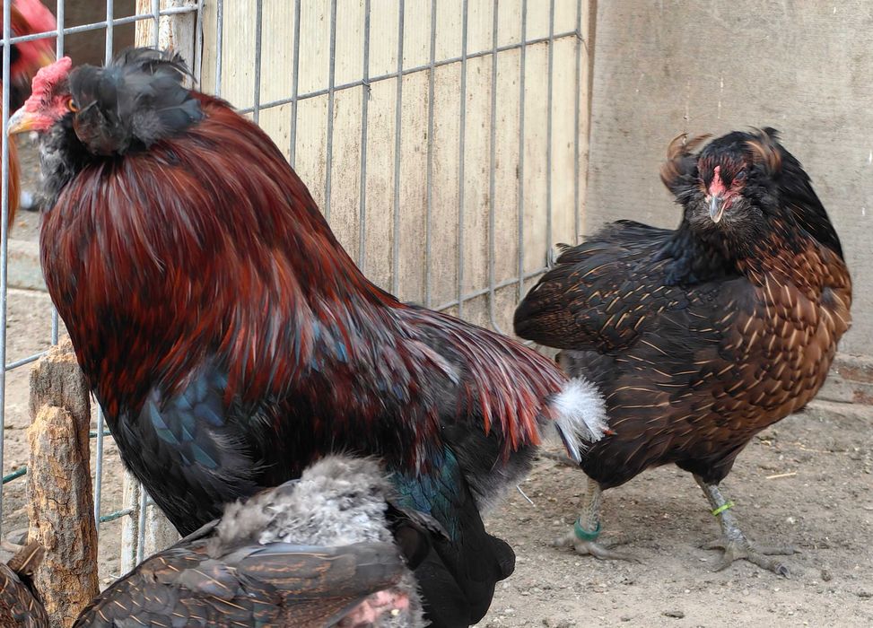 Oua Araucana potarnichiu, rasa pura