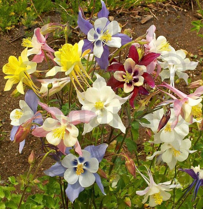Plic 800 seminte Caldaruse - Aquilegia - Mix de culori
