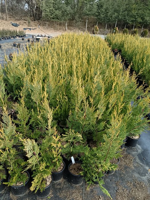 Лейланди 70 см 10 лв брой