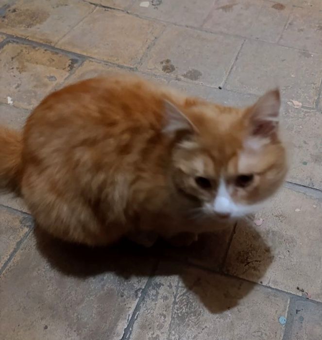 Пристрою кошечку-Златовласку