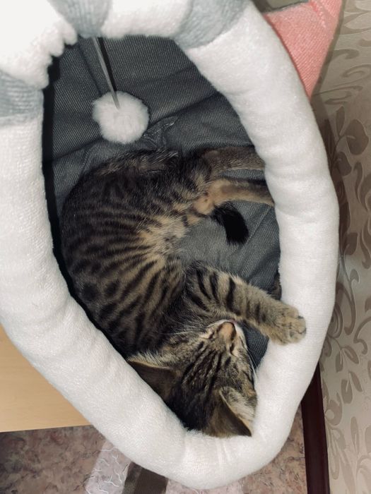 Лежанка для котят