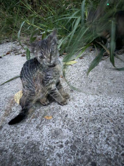 Pui de pisică spre adopție – 2-3 luni