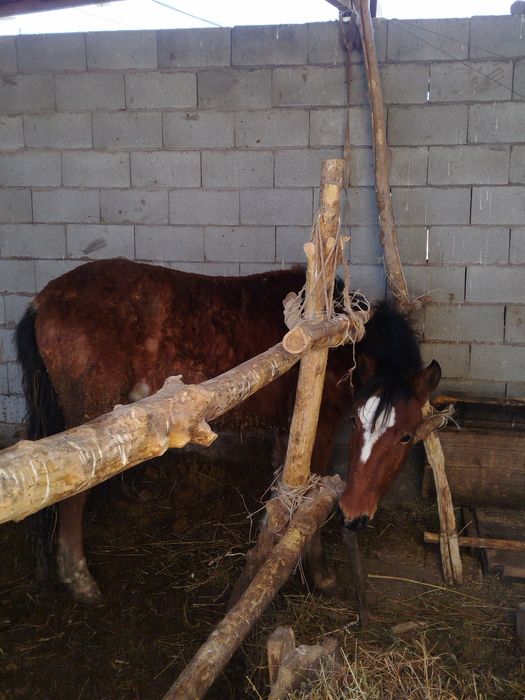 Палтарашка лар семіз союға