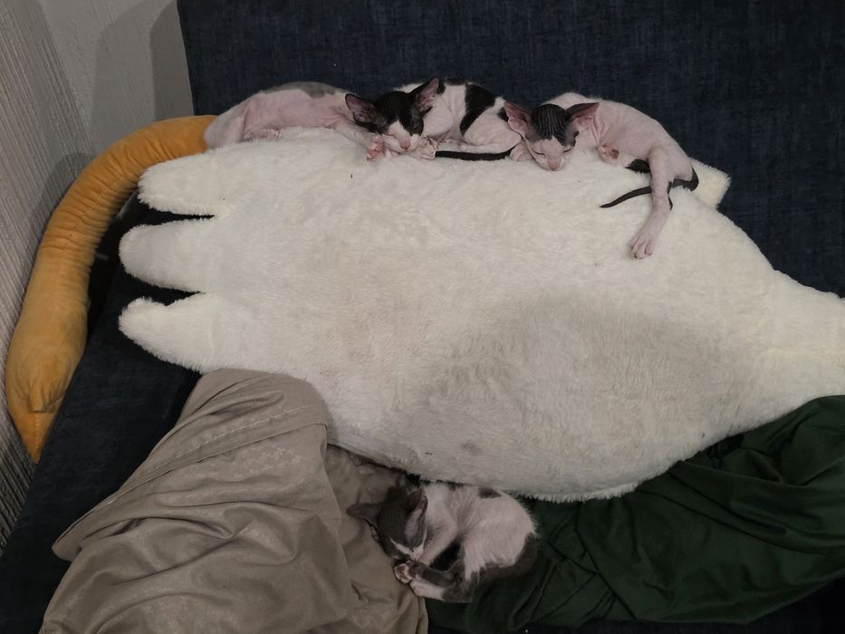 Продам котят сфинксы браш