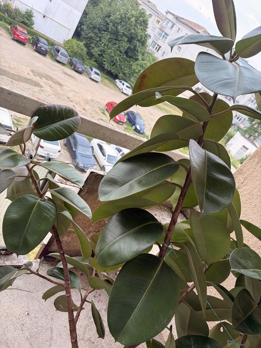 Vand Urgent Planta Ficus Elastica