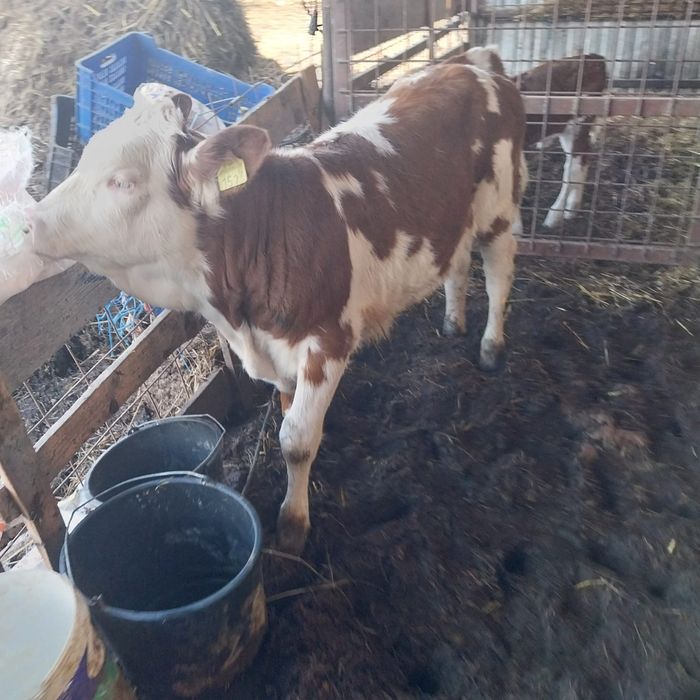 De vânzare vițea de 3 luni înțărcată