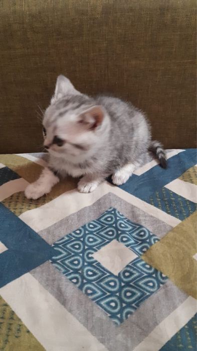 Вислоухий шотландец