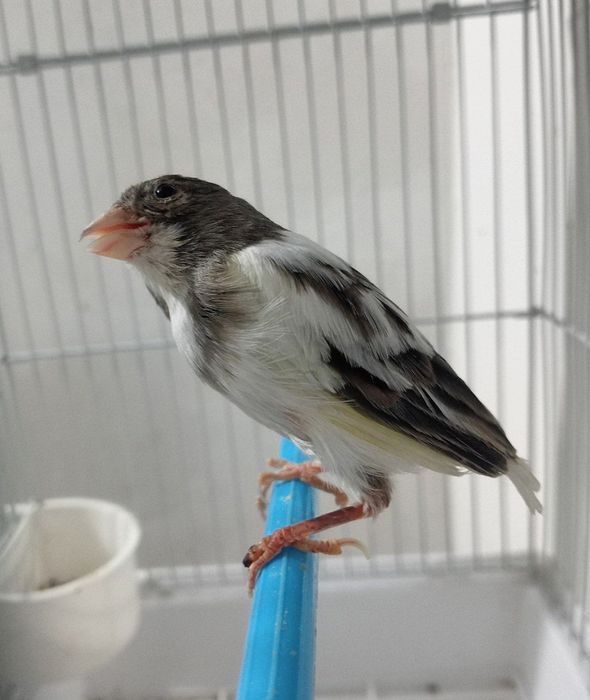 Kanareka avle moda sotladi