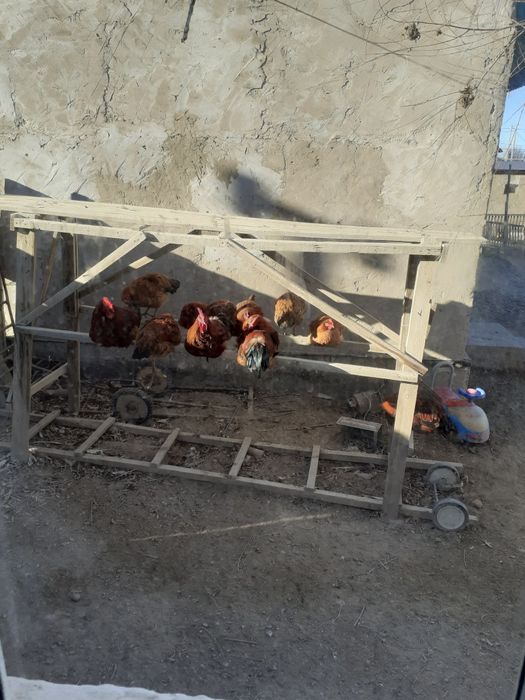 Атеш Кораздар бар