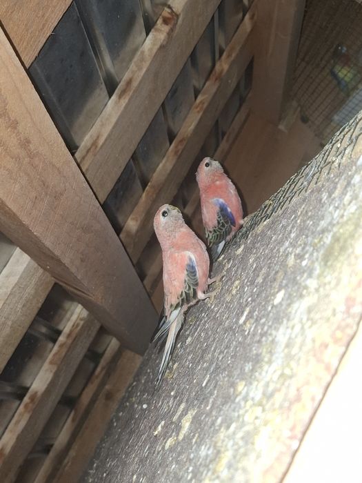 Pagalii mai multe specii