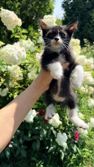 Отдам котяток в заботливую семью