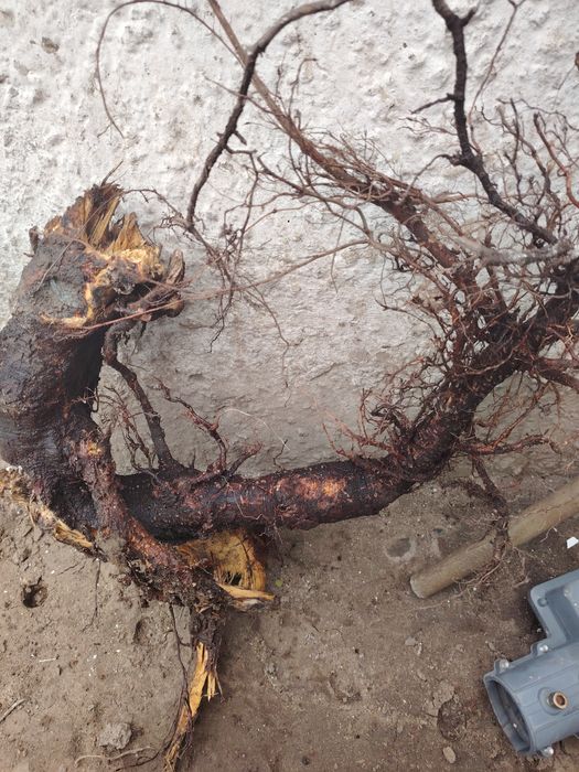 Продам коряги для аквариума продам звоните