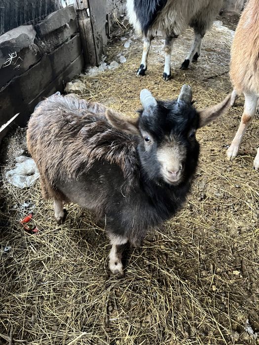 Продам Козу и козленка