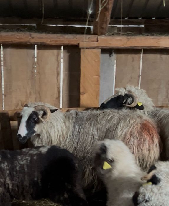 Oi tinere disponibile