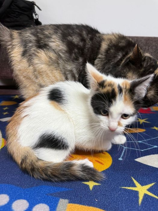 Donez pui de pisica, Gratuit