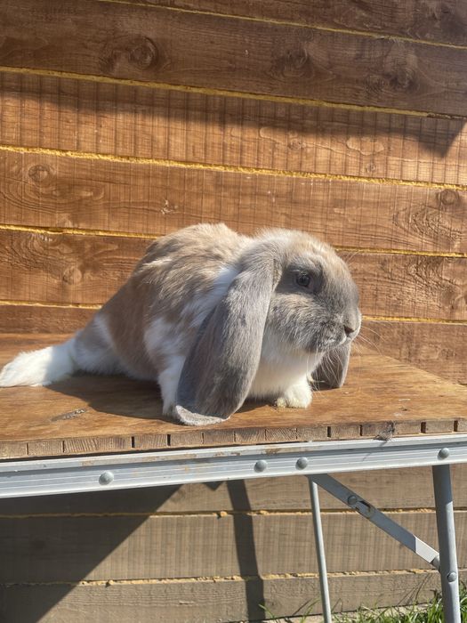 Berbecii germanii masculi