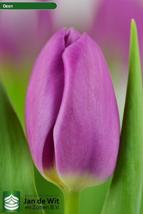 Тюльпаны оптом на 8е марта 2026го года