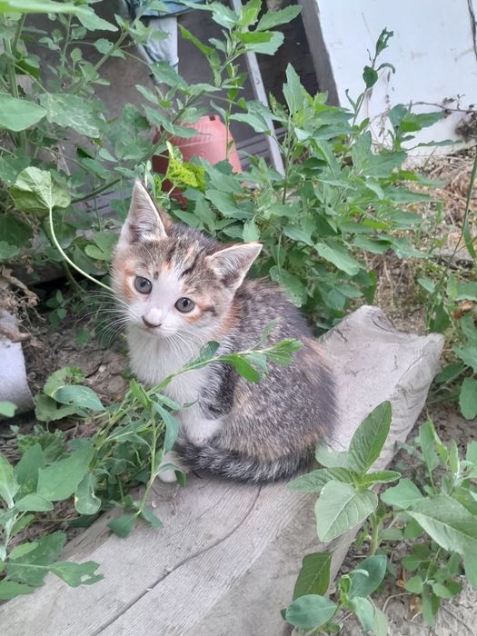 Отдам котят срочно