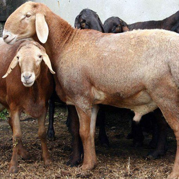 qo'chqorlar 79000 dan qassob xizmati ham bor