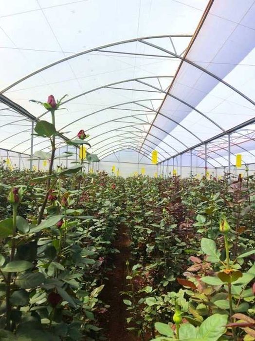 GINEGAR - Израелски премиум полиетилен за оранжерии - Лидера на пазара