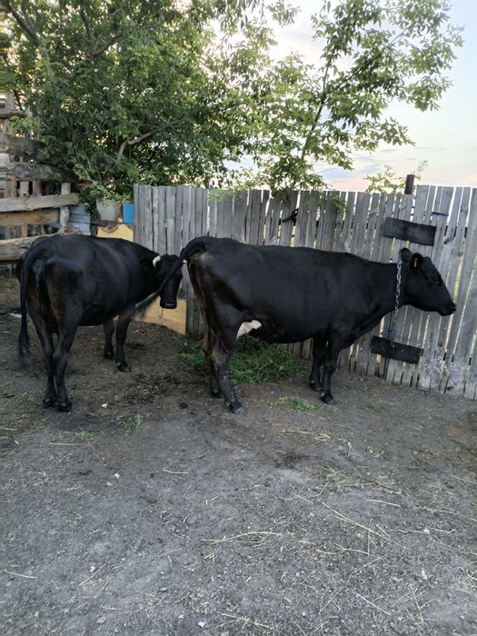Продам две коровы