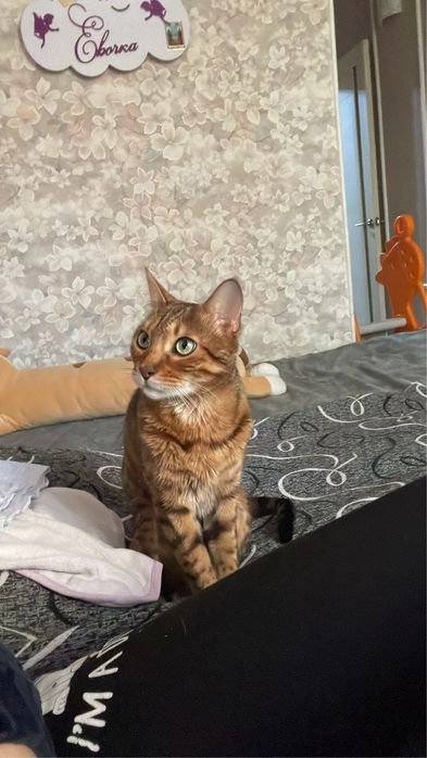 Отдам кота в добрые руки