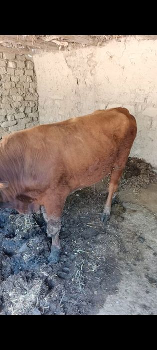 Buqa 2 yoshar boqiladigan tez sotiladi yana arzon boʻladi