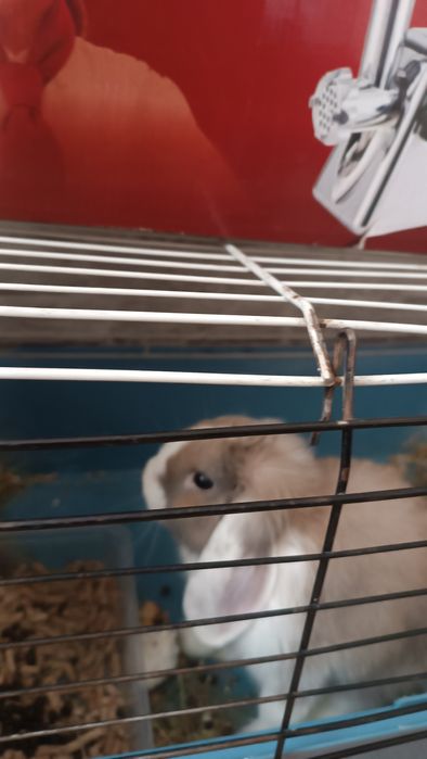 Продам декоративного кролика!