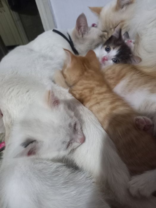 Отдаю котят в добрые любящие руки.