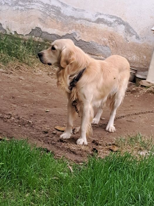 Малки кученца !!! Майка Белгийска овчарка !!! Баща Лабрадор !!!