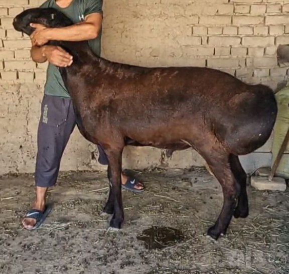 Qoy sotiladi qoylar