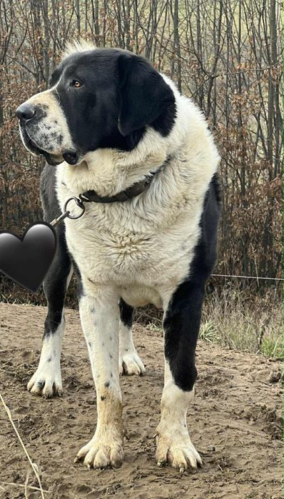 Mascul Asia centrala