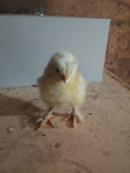 Bramma joʻjalar sotiladi