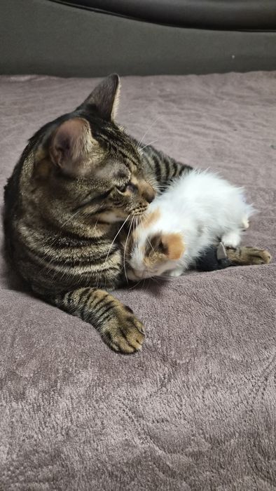 Момиче на 1 месец търси дом