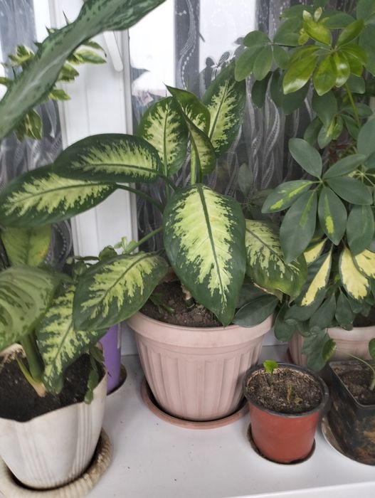 Цветочки для Вас