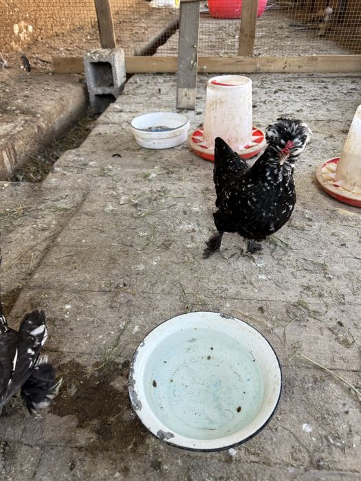 Карликовые курочки